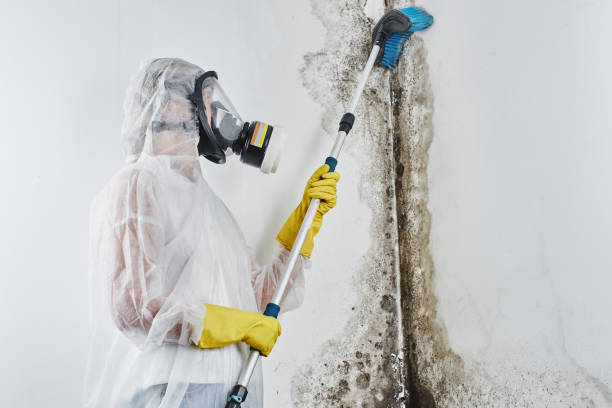 Best Water damage restoration services  in Violet, LA